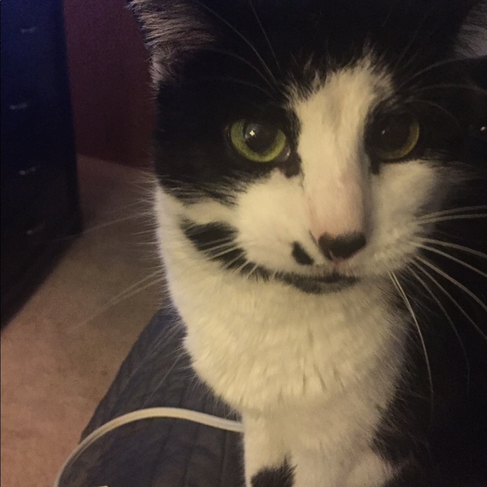 Meet your Posher, Cardi